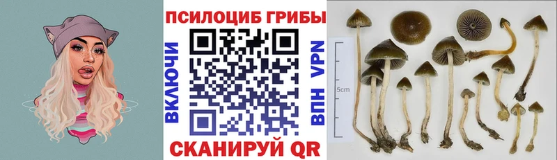Псилоцибиновые грибы Psilocybine cubensis  Томск 